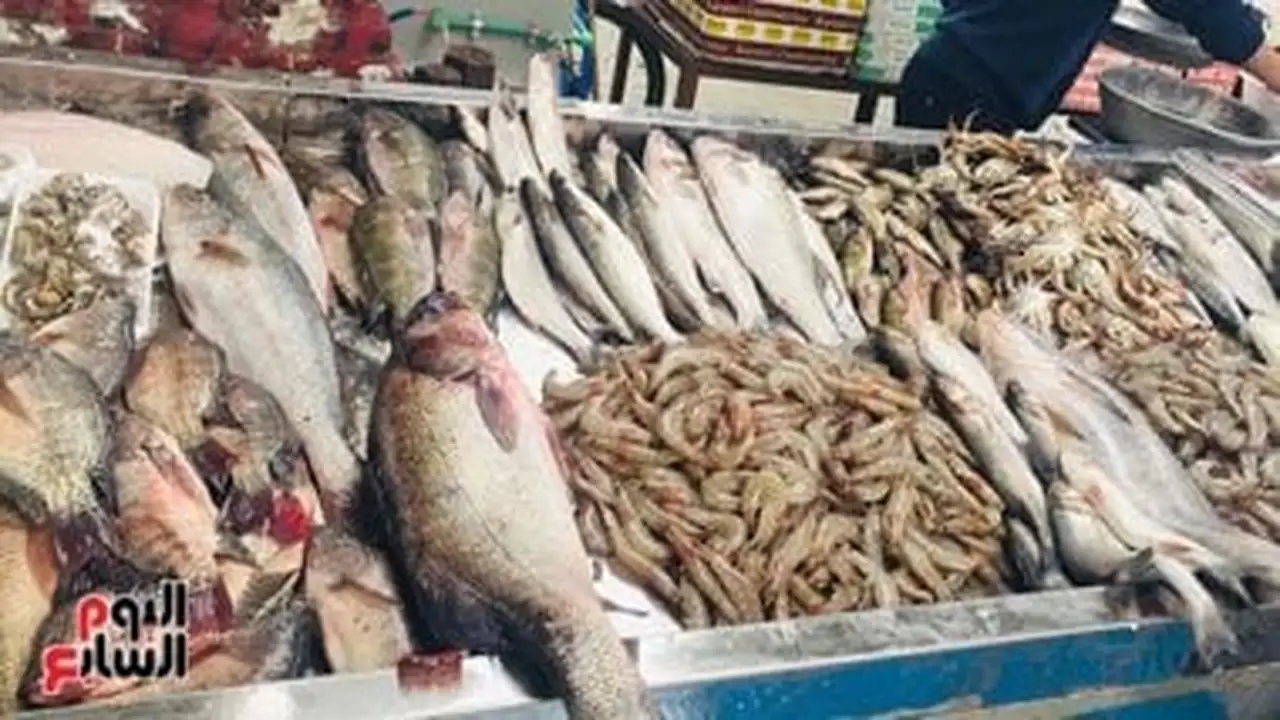 أسعار الأسماك في مطروح اليوم: الدراك يسجل 160 جنيهًا والارتفاع يؤثر على الأسواق المحلية